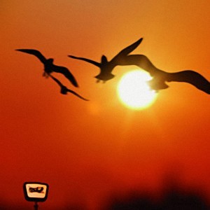 175R - 2006 - Hate Naki Ashita